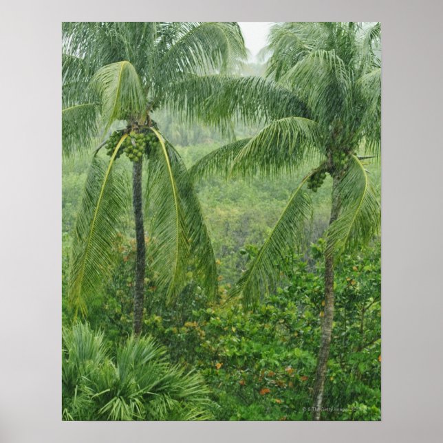 Poster Forêt tropicale (Devant)