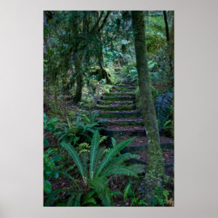 Poster Forêt tropicale