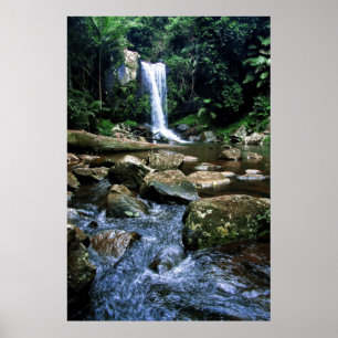 Poster Forêt tropicale australienne