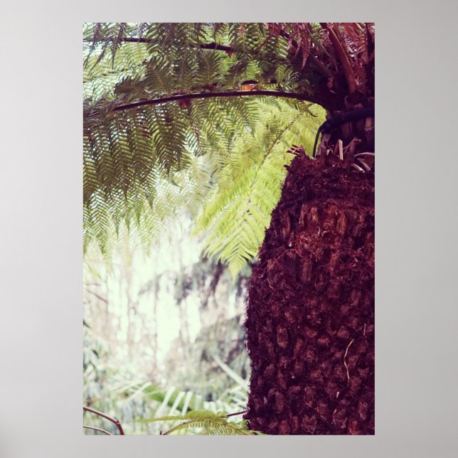 Poster Forêt tropicale de Fern (Devant)