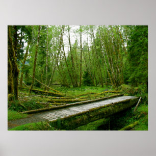 Poster Forêt tropicale de Hoh - parc national olympique