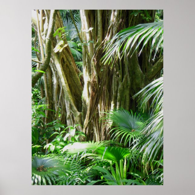 Poster Forêt tropicale hawaïenne (Devant)