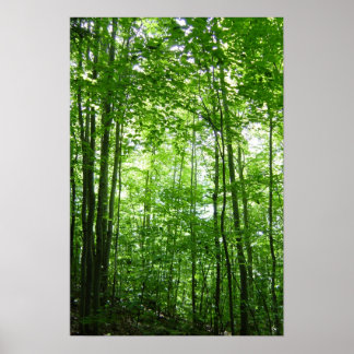 POSTER FORÊT VERMONT