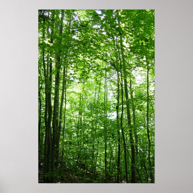 POSTER FORÊT VERMONT (Devant)