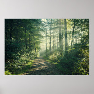 Poster Forêts Chemin forestier Hambourg Allemagne