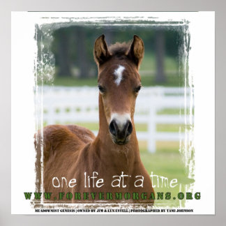 Poster ForeverMorgans : Une vie à la fois