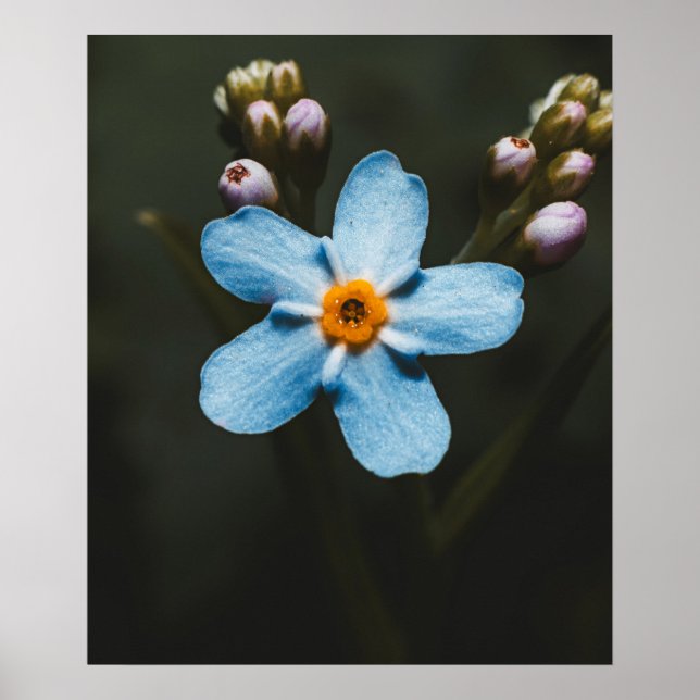 Poster Forget Me Not (Devant)
