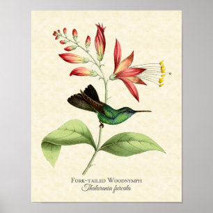 Poster Fork Tail Wood Nymphe Hummingbird Art Imprimer