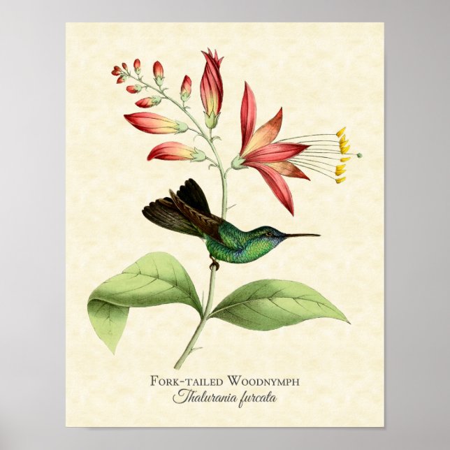 Poster Fork Tail Wood Nymphe Hummingbird Art Imprimer (Devant)