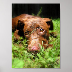 Poster Forlorate Chocolate Lab Chiot