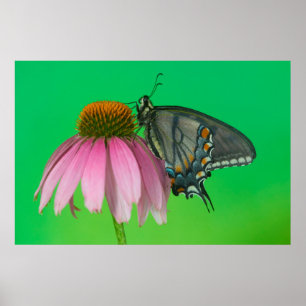Poster Forme noire de Papilio glaucus