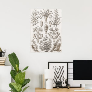 Poster Formes d'art dans la nature - Ernst Haeckel