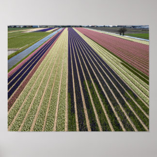 Poster Formes des champs de tulipe à Pays-Bas