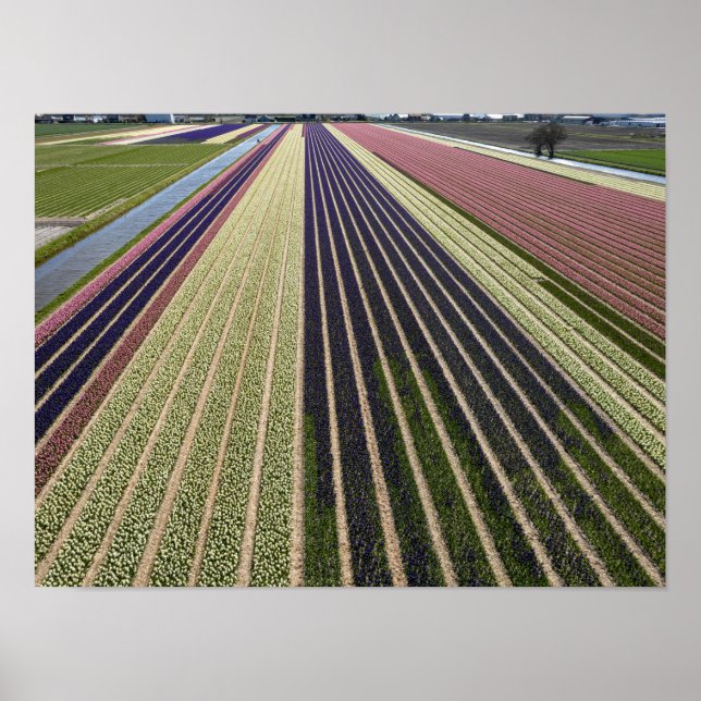 Poster Formes des champs de tulipe à Pays-Bas (Devant)