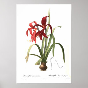Poster Formosissima d'amaryllis
