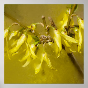 Poster Forsythia - Soleil printanier