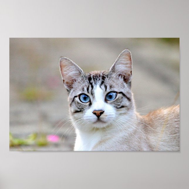 Poster Foto Katze Haustier , Tiere. (Vorne)