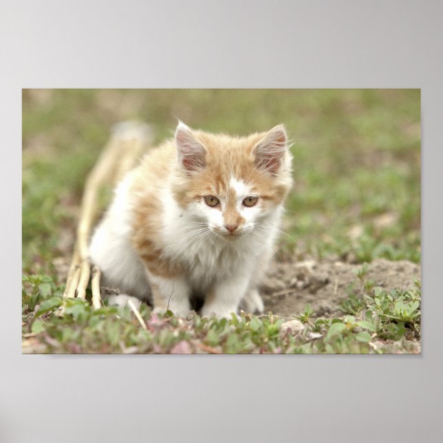 Poster Foto Katze Haustier , Tiere. (Vorne)