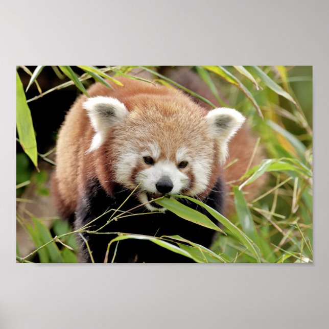 Poster Foto Rote Panda , Tiere 0513. (Vorne)