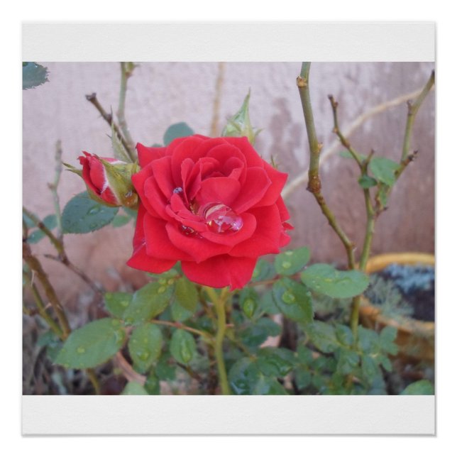 Poster fotografia rosas  (Devant)