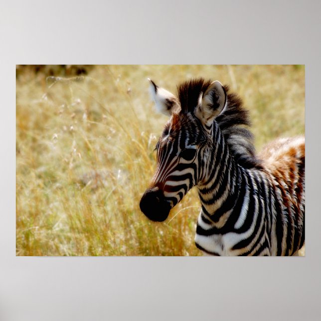Poster, Fotos, Fotos, Fotos von Zebra-Foal Poster (Vorne)