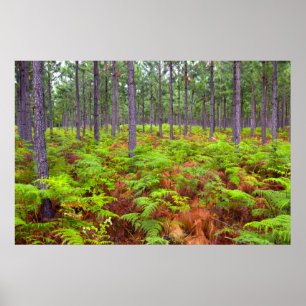 Poster Fougère Aigle (Pteridium Aquilinum) en Croissance