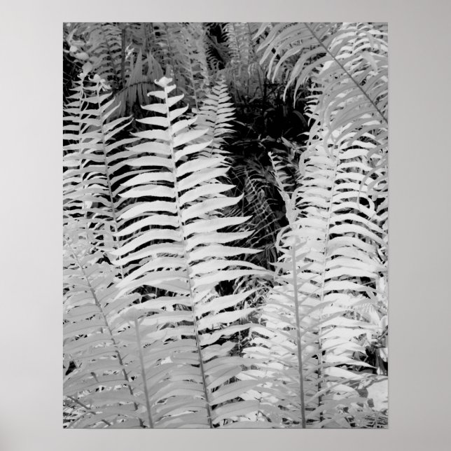 Poster fougère géante sauvage en cuir, Floride, États-Uni (Devant)