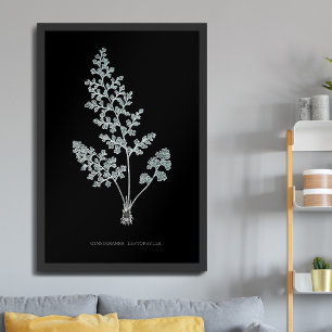 Poster Fougère - Gymnogramma Leptophylla - Effet radiogra