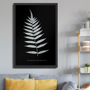 Poster Fougère - Polypodyum Fraxinifolium - Effet radiogr