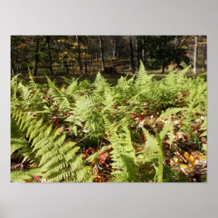 Poster Fougères d'automne