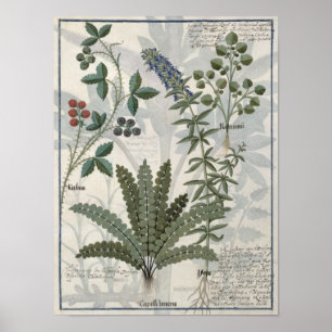 Poster Fougères, mûres et fleurs
