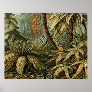 Poster Fougères Palmier Antique Botanique Fougères Art