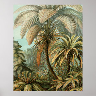 Poster Fougères Palmier Antique Botanique Fougères Art