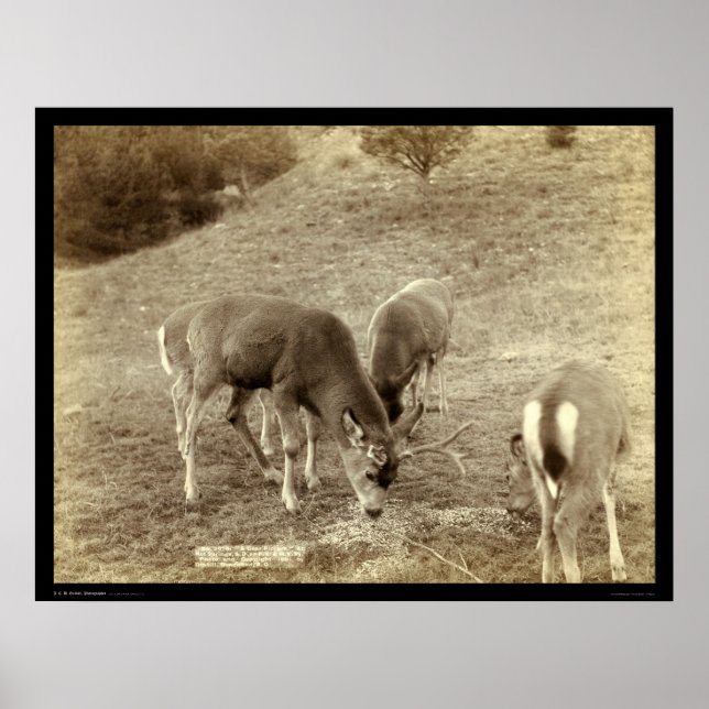 Poster Four Deer Eating in Hot Springs SD 1891 (Devant)