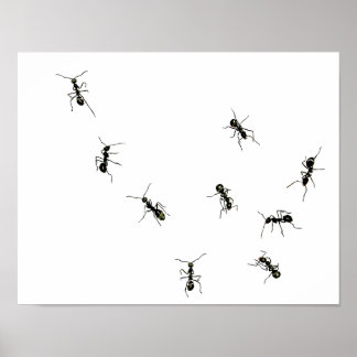 Poster fourmis en marche.png