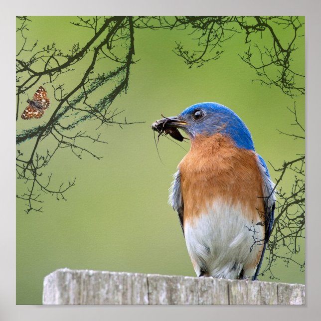 Poster Fournisseur Bluebird (Devant)