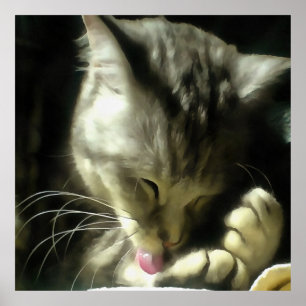 Poster Fourrure Douce Et Douce Et Purée D'Un Chat Gris