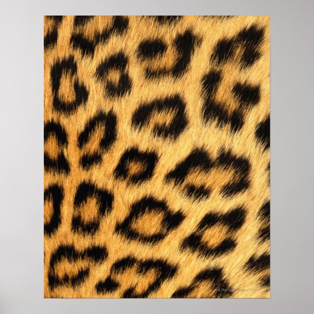 Poster Fourrure Jaguar (Devant)