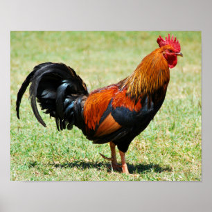 Poster Fowl de la jungle rouge du coq Kauai Hawaii