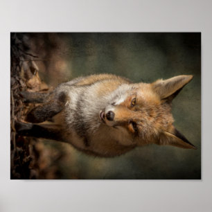 Poster Fox