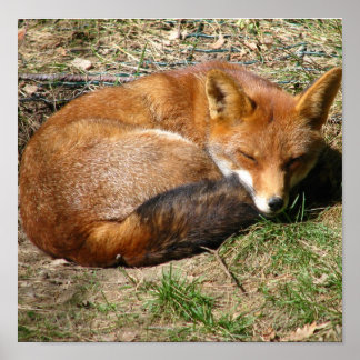Poster Fox dormant