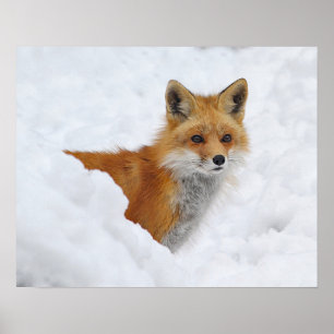 Poster Fox rouge dans la neige