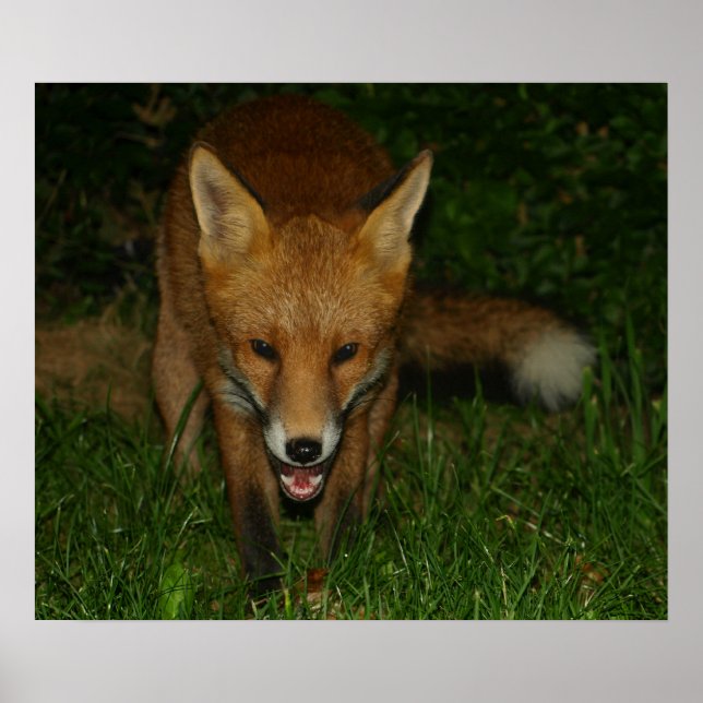 Poster Fox urbain (Devant)