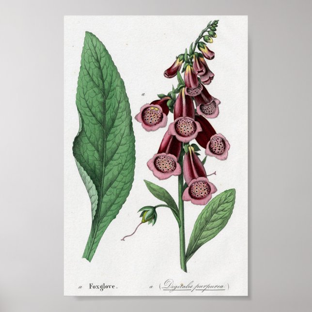 Poster Foxglove (Devant)