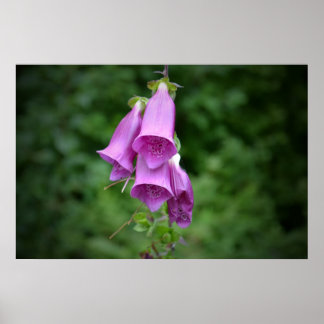 Poster Foxglove Down Light