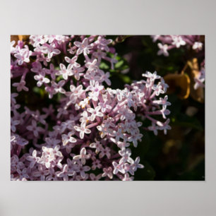 Poster Fragrant Lilac