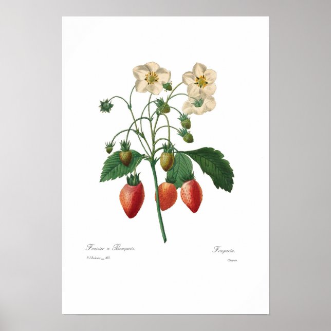 Poster Fraise (Devant)