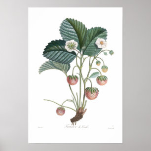 Poster Fraise