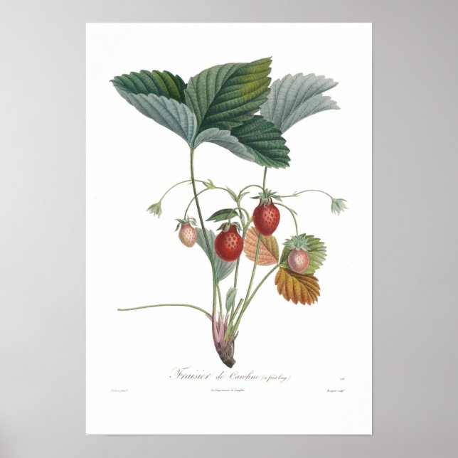 Poster Fraise (Devant)