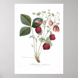 Poster Fraise, Fraisier de Montreuil